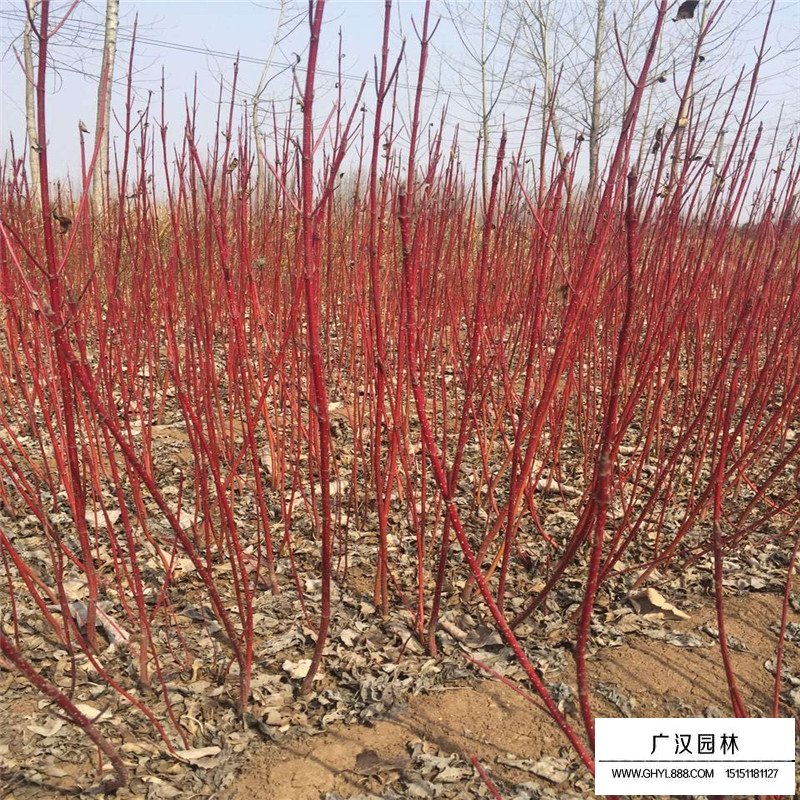 紅瑞木價(jià)格