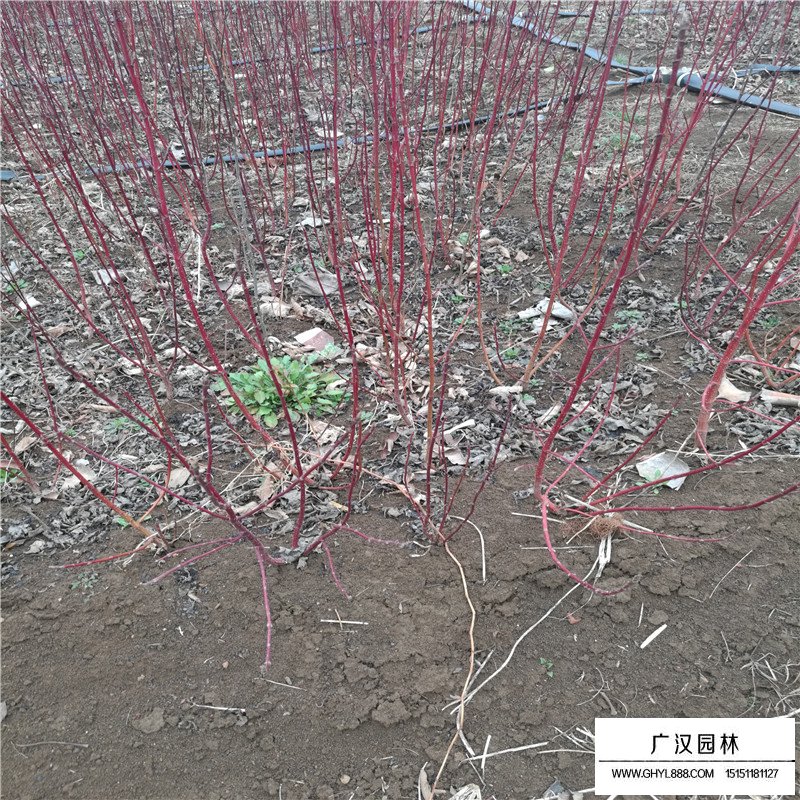 紅瑞木價(jià)格