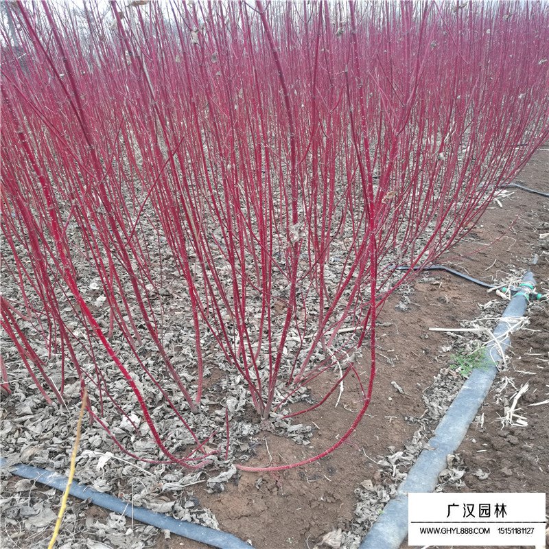 紅瑞木價(jià)格