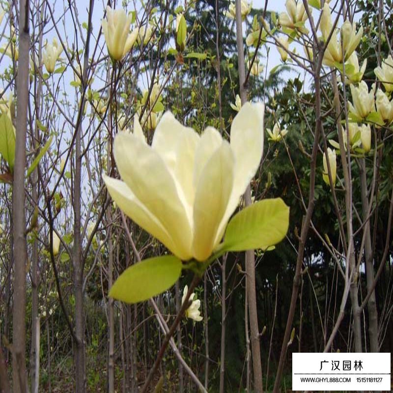 黃玉蘭和白玉蘭有什么區(qū)別(圖1)