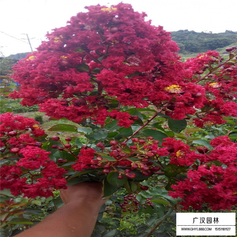 美國火箭紅紫薇價(jià)格