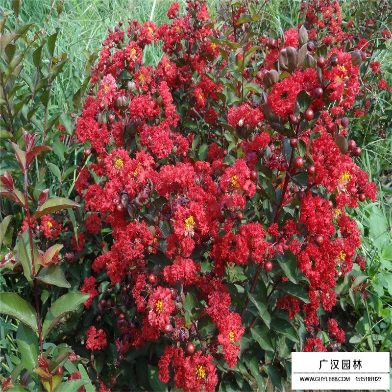 美國火箭紅紫薇價(jià)格