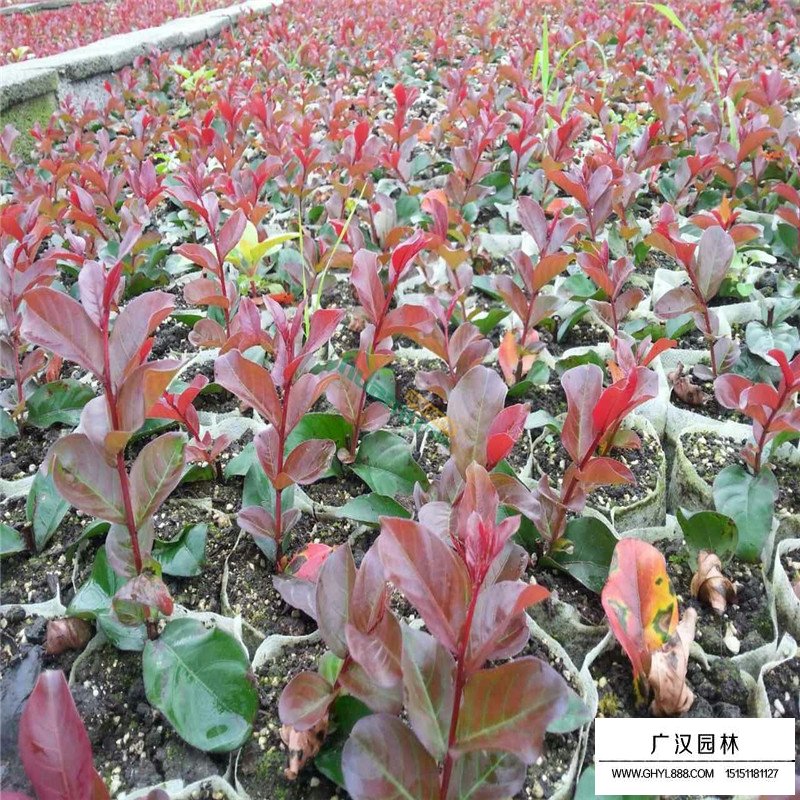 美國火箭紅紫薇價(jià)格