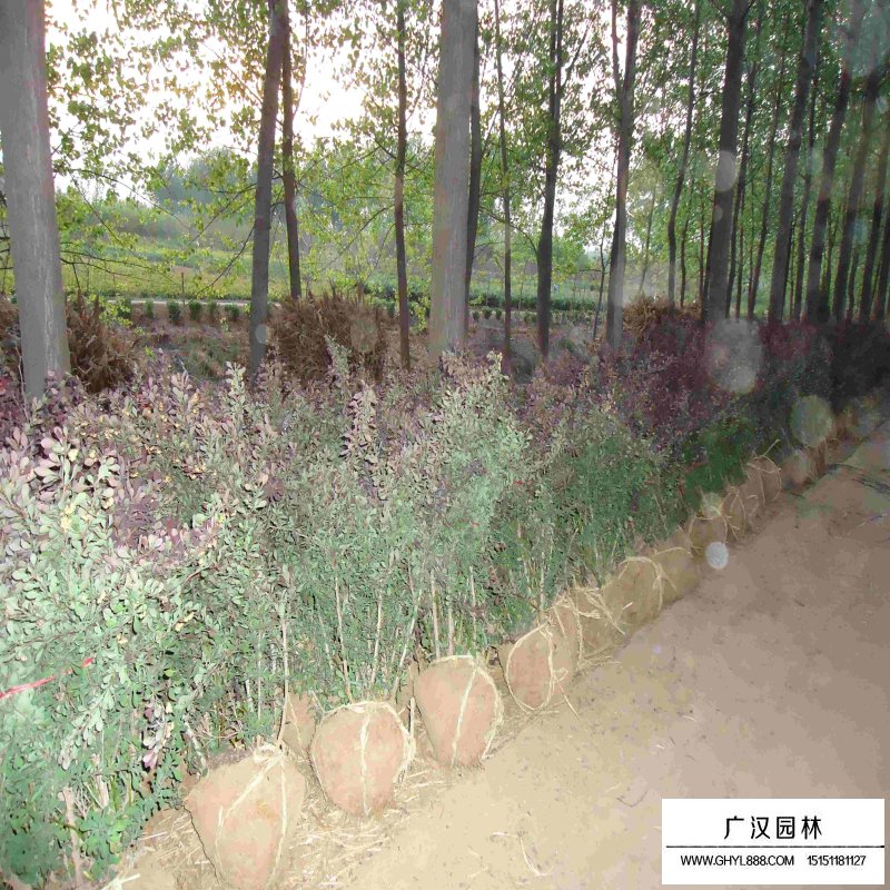 紅葉小檗球報(bào)價(jià)