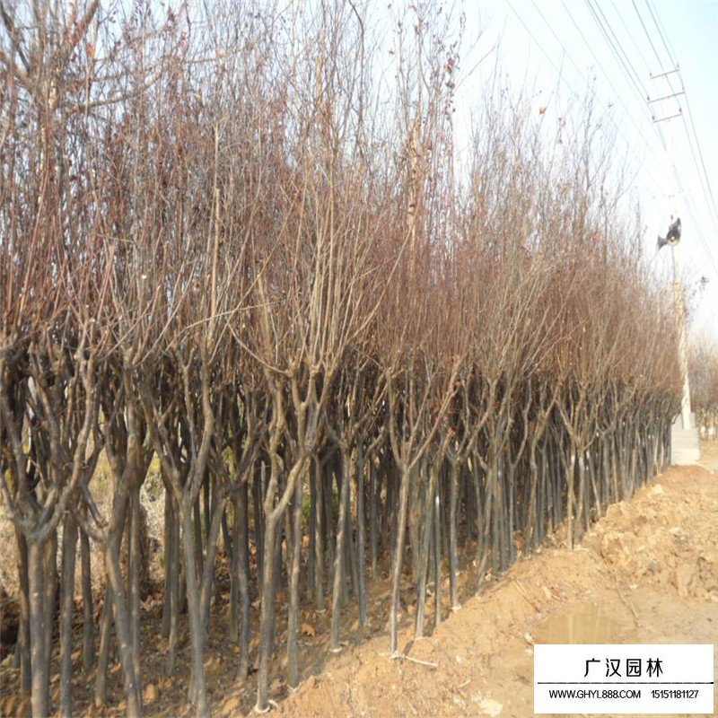 紅葉李樹苗價(jià)格