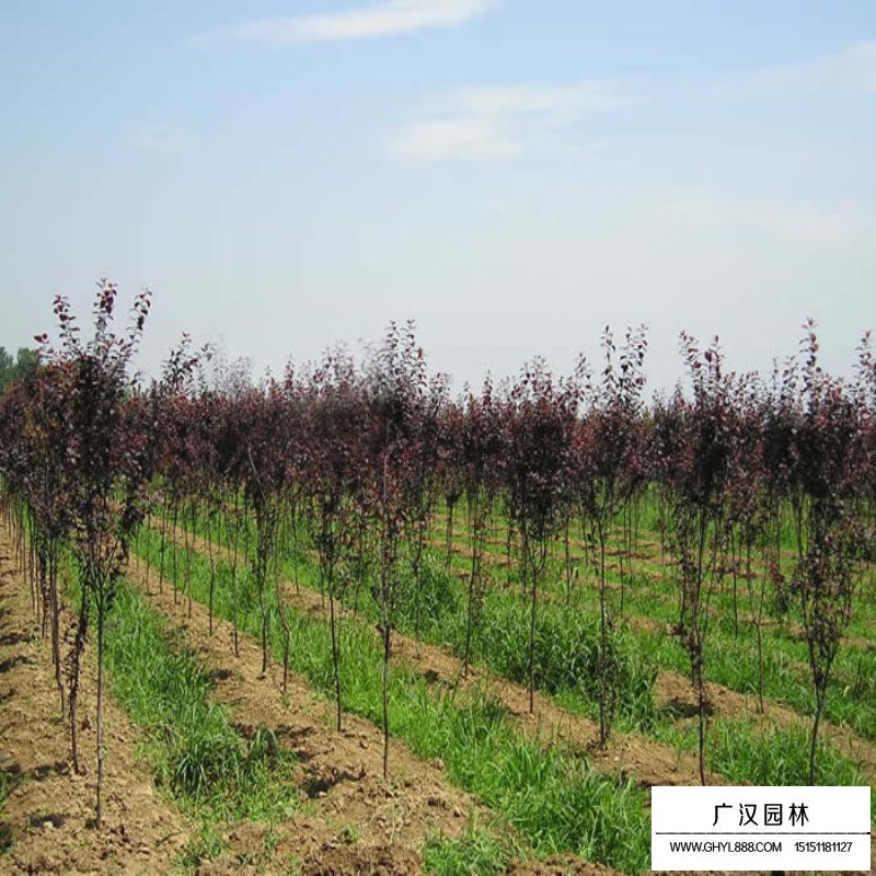 紅葉李樹苗價(jià)格