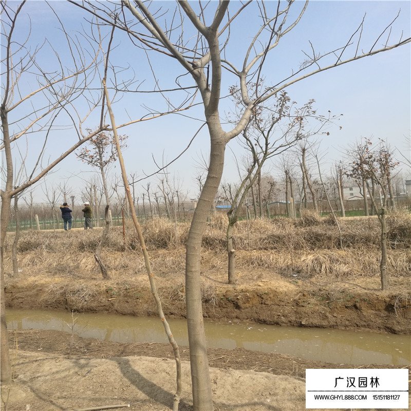 合歡樹小苗價(jià)格