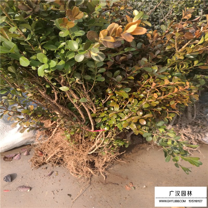 瓜子黃楊苗價格