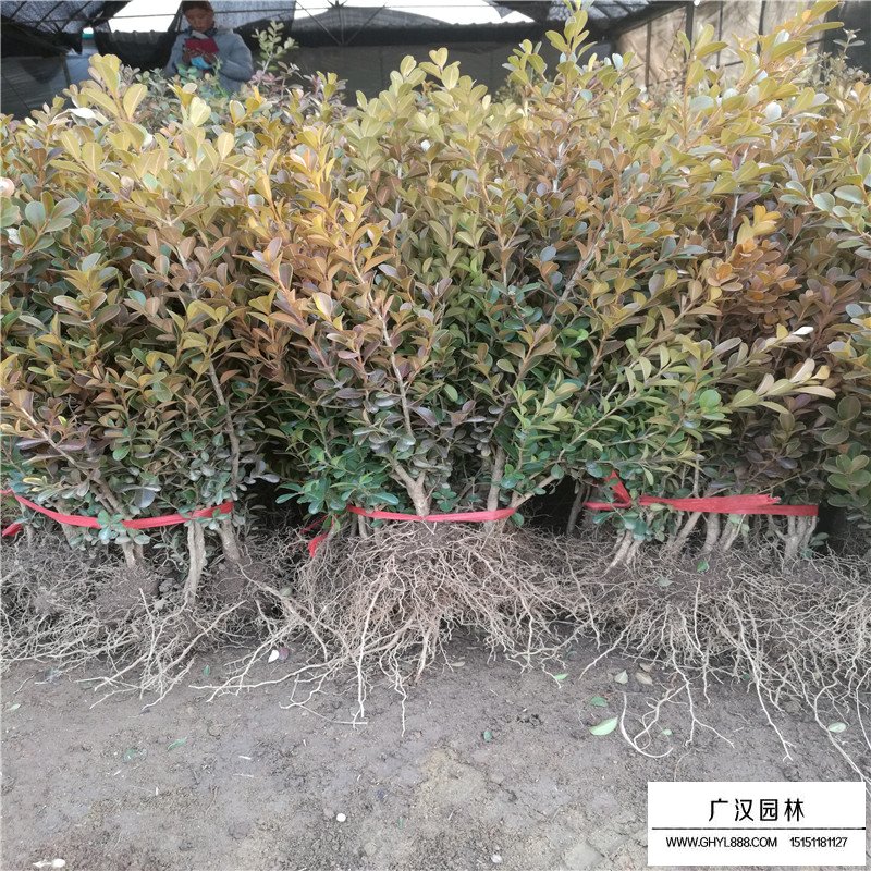 瓜子黃楊苗價格