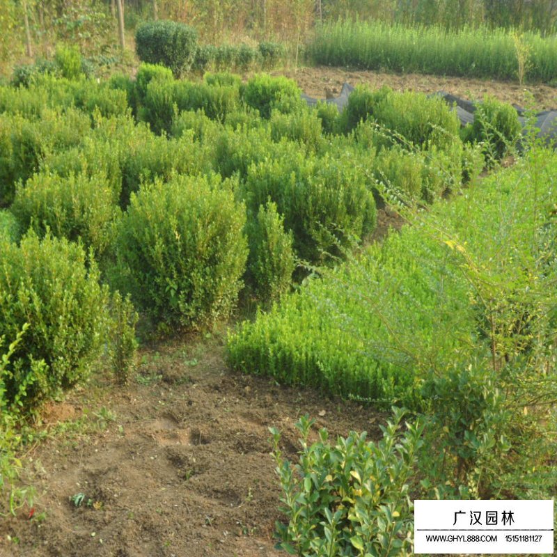 豆瓣黃楊球價(jià)格