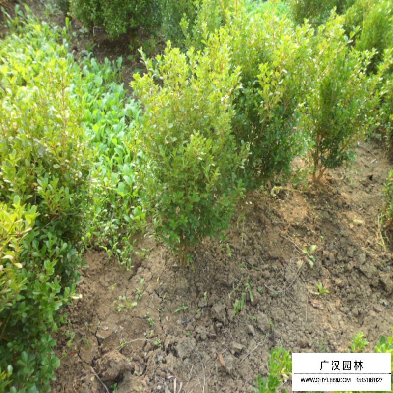 豆瓣黃楊球價(jià)格