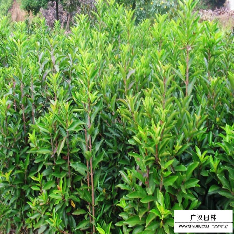 法青小苗價(jià)格