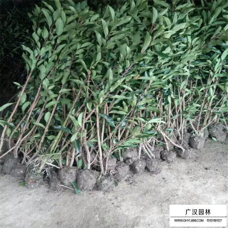 法青小苗價(jià)格