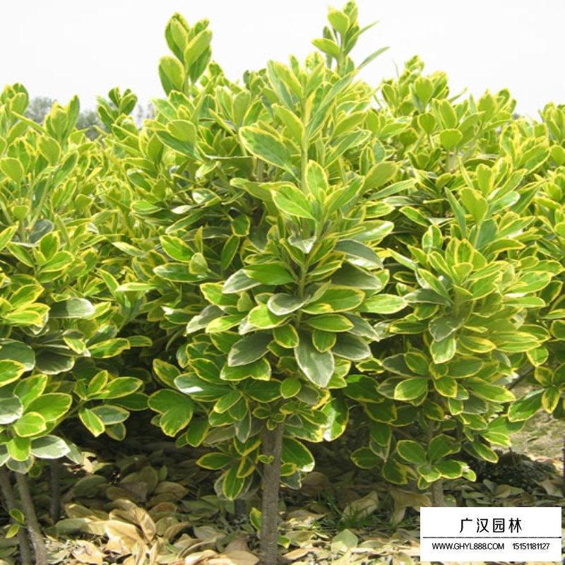 金邊黃楊價(jià)格