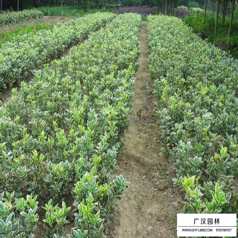 金邊黃楊價(jià)格