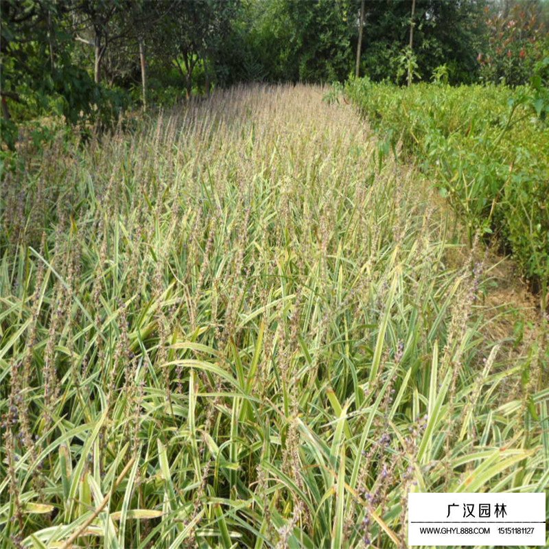 金邊麥冬草價(jià)格