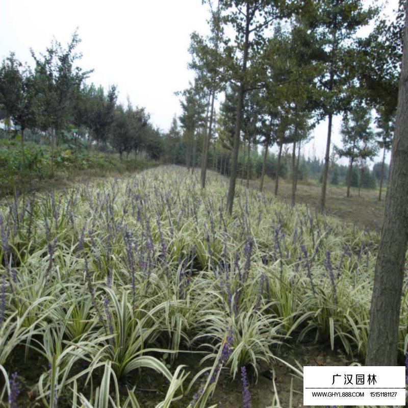 金邊麥冬草價(jià)格