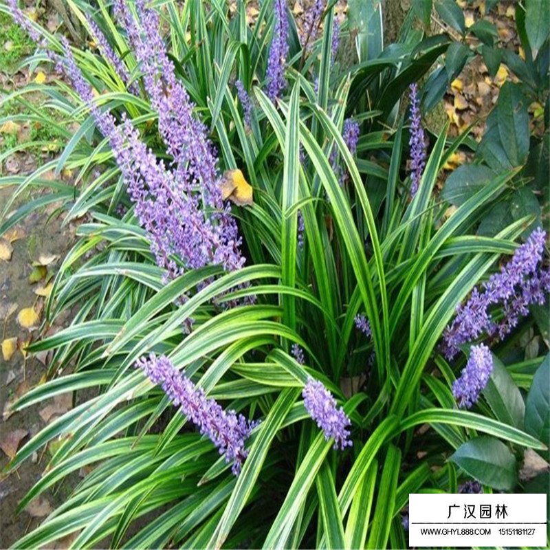 金邊麥冬草價(jià)格