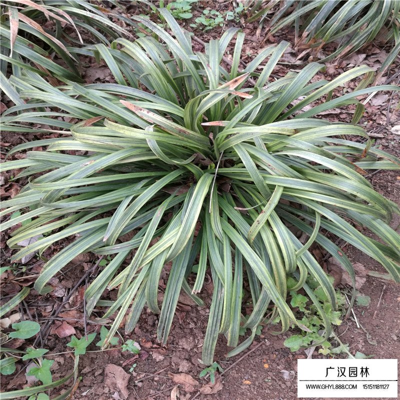 金邊萬年久是什么植物(圖2)