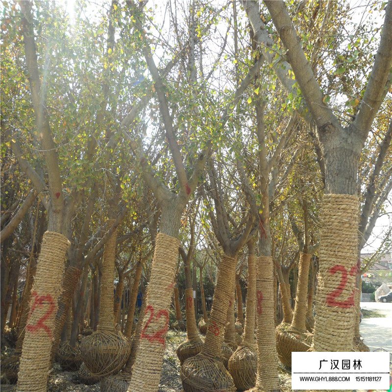 嫁接銀杏價(jià)格