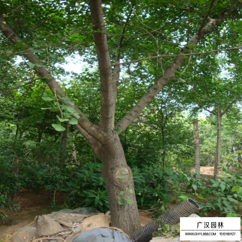 嫁接銀杏價(jià)格