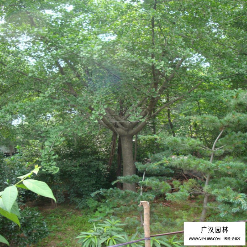 嫁接銀杏價(jià)格