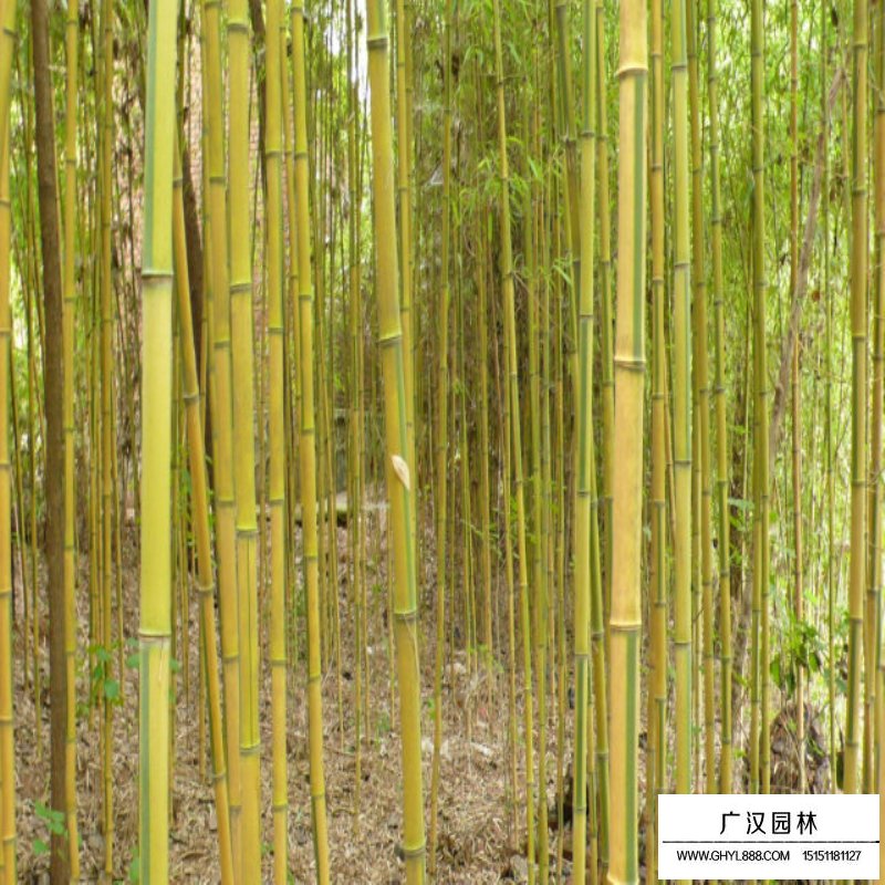 金鑲玉竹好還是紫竹好(圖3)