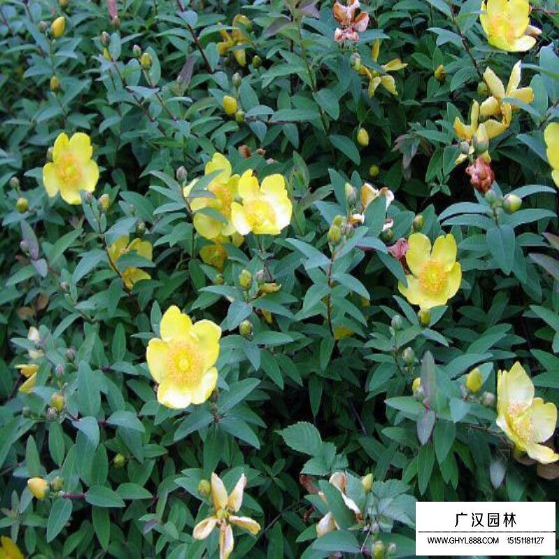 金絲桃價(jià)格