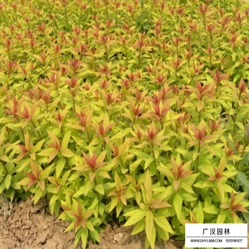 金焰繡線菊苗價格