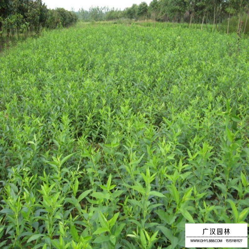 金焰繡線菊苗價格