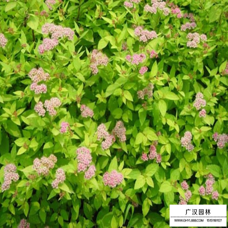 金焰繡線菊苗價格