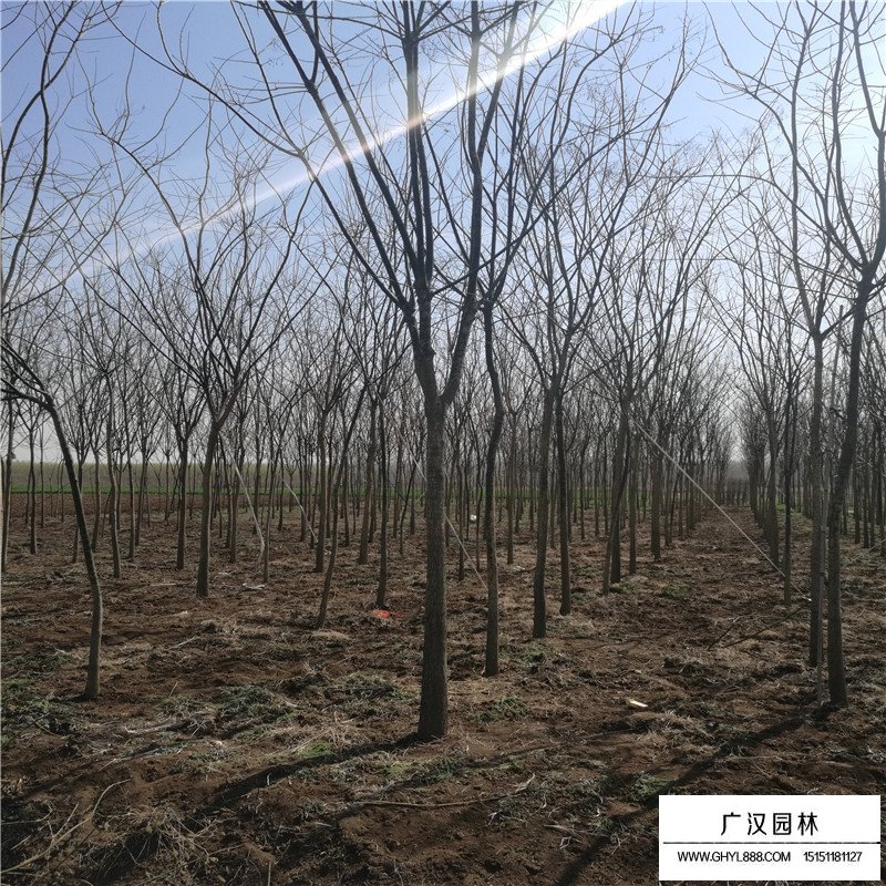 金葉國(guó)槐和國(guó)槐相比有什么優(yōu)點(diǎn)(圖1)