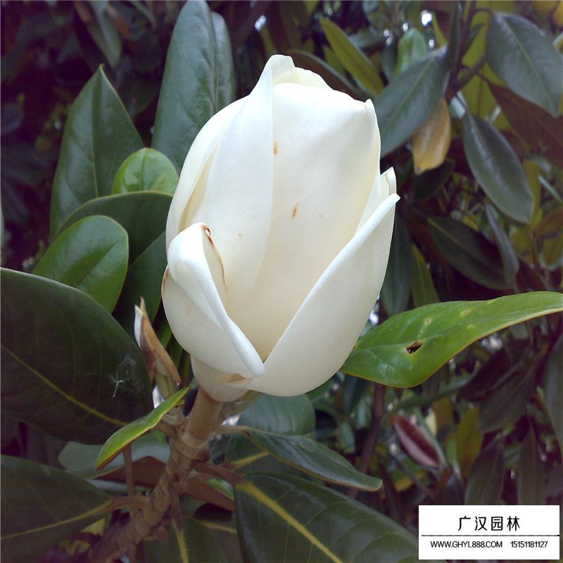 廣玉蘭沭陽基地