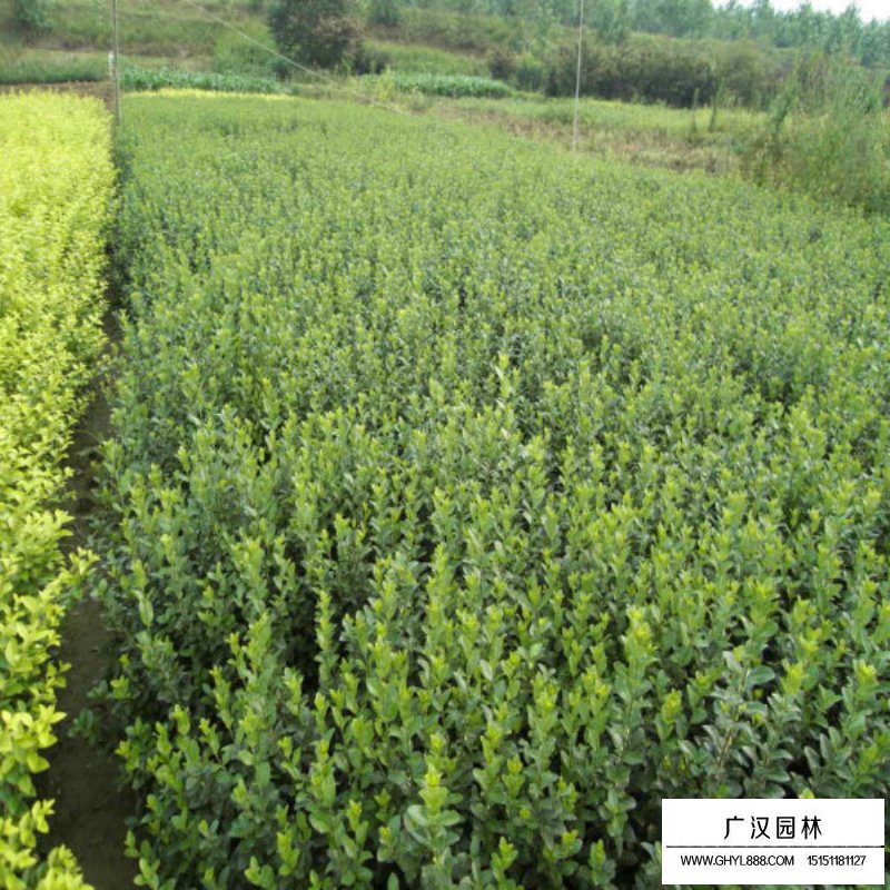 沭陽(yáng)膠東衛(wèi)矛價(jià)格