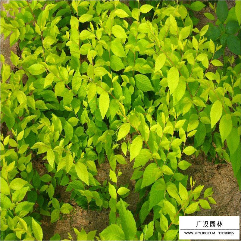 沭陽金葉榆基地