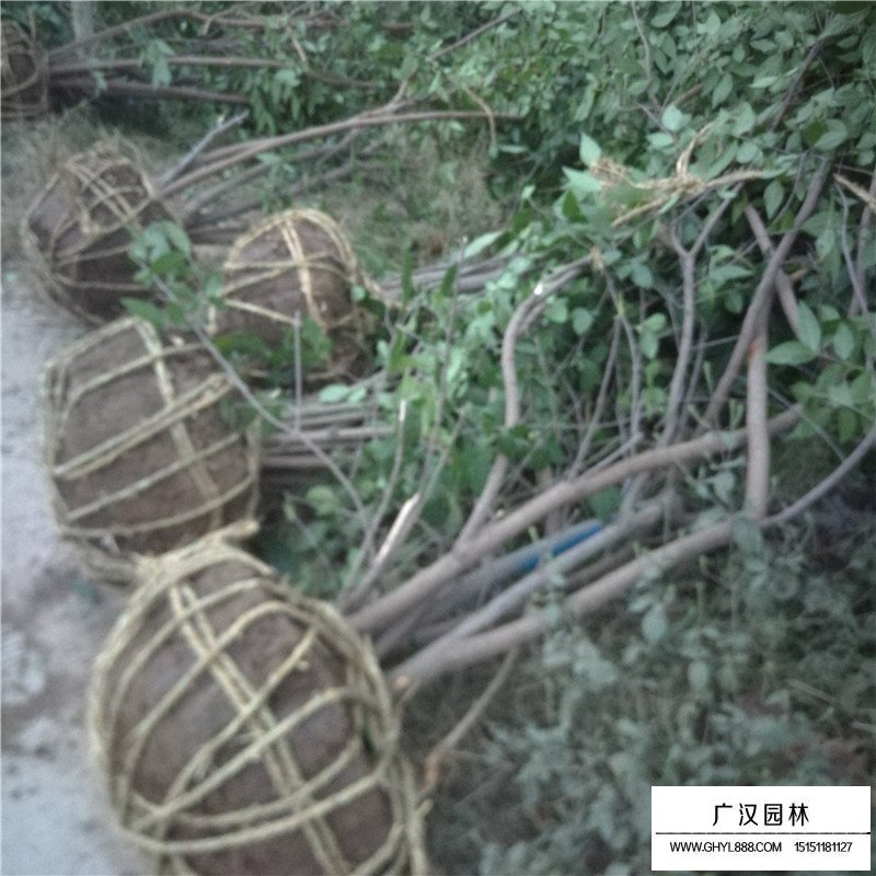 叢生臘梅產(chǎn)地