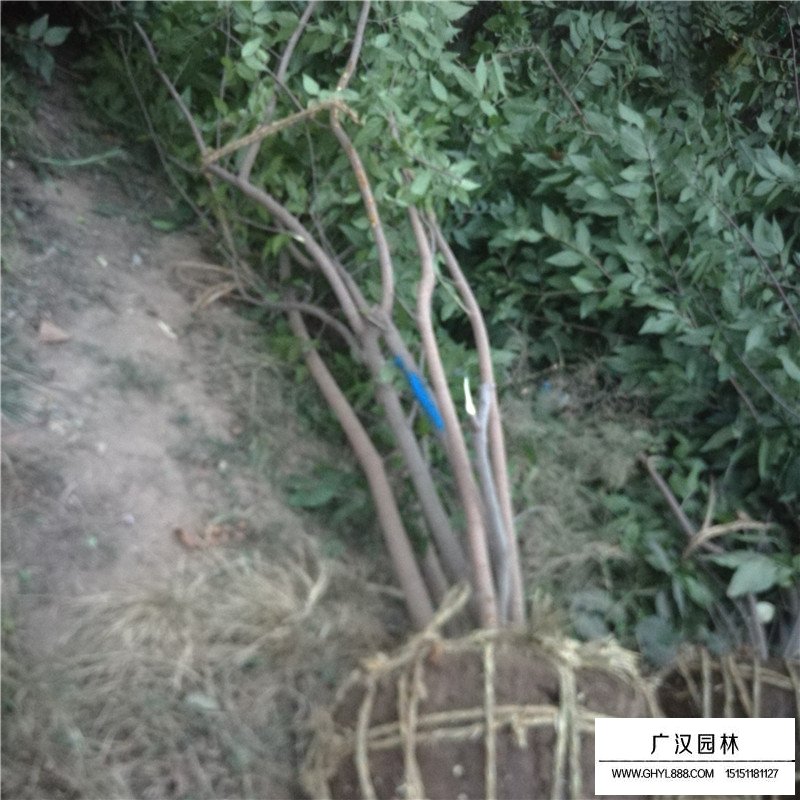 叢生臘梅產(chǎn)地