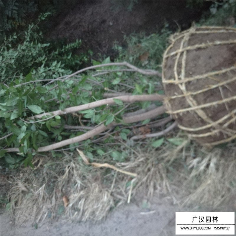 叢生臘梅產(chǎn)地