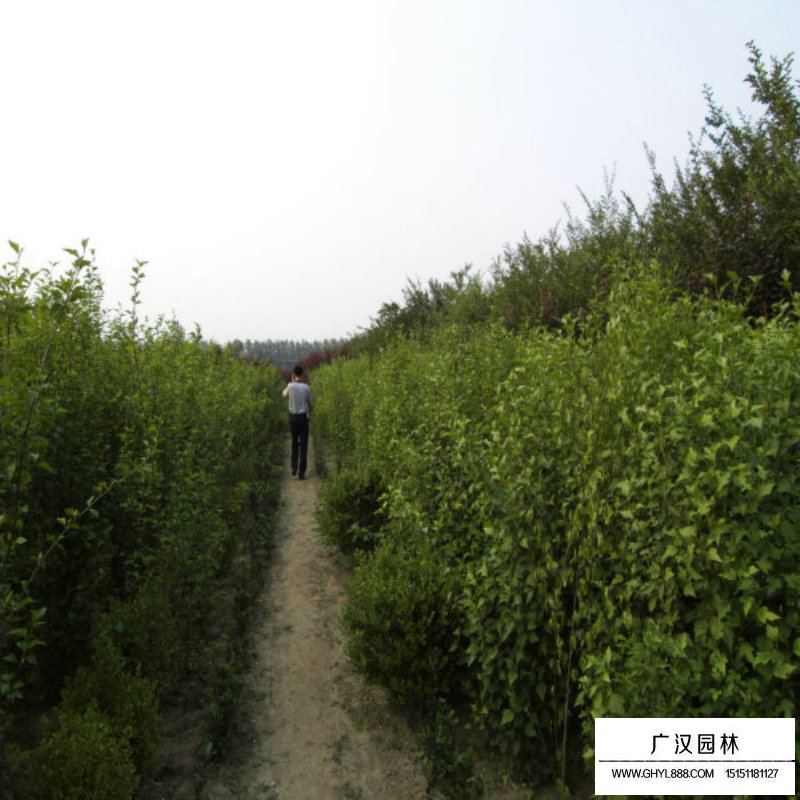 叢生木槿產(chǎn)地