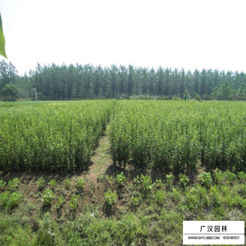 叢生木槿產(chǎn)地