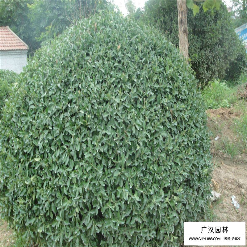 大葉扶芳藤產(chǎn)地