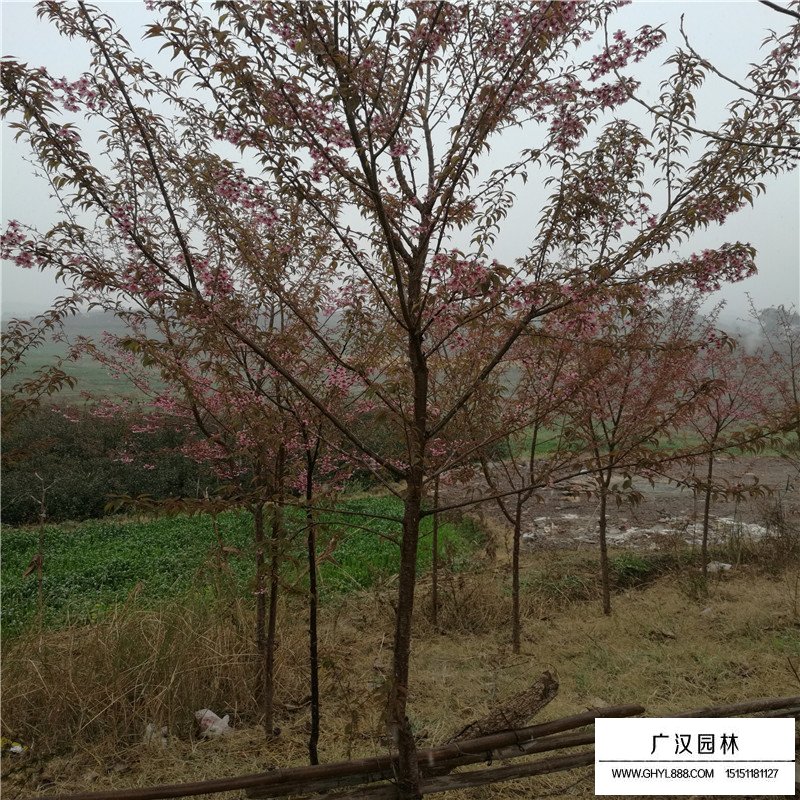 冬櫻花產(chǎn)地