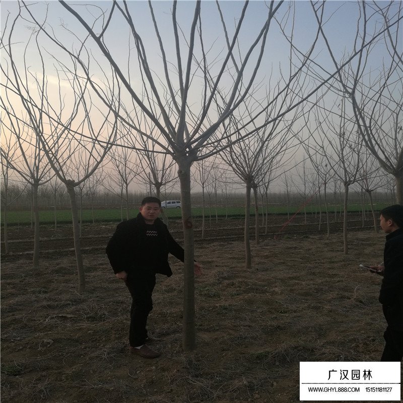 合歡樹產(chǎn)地