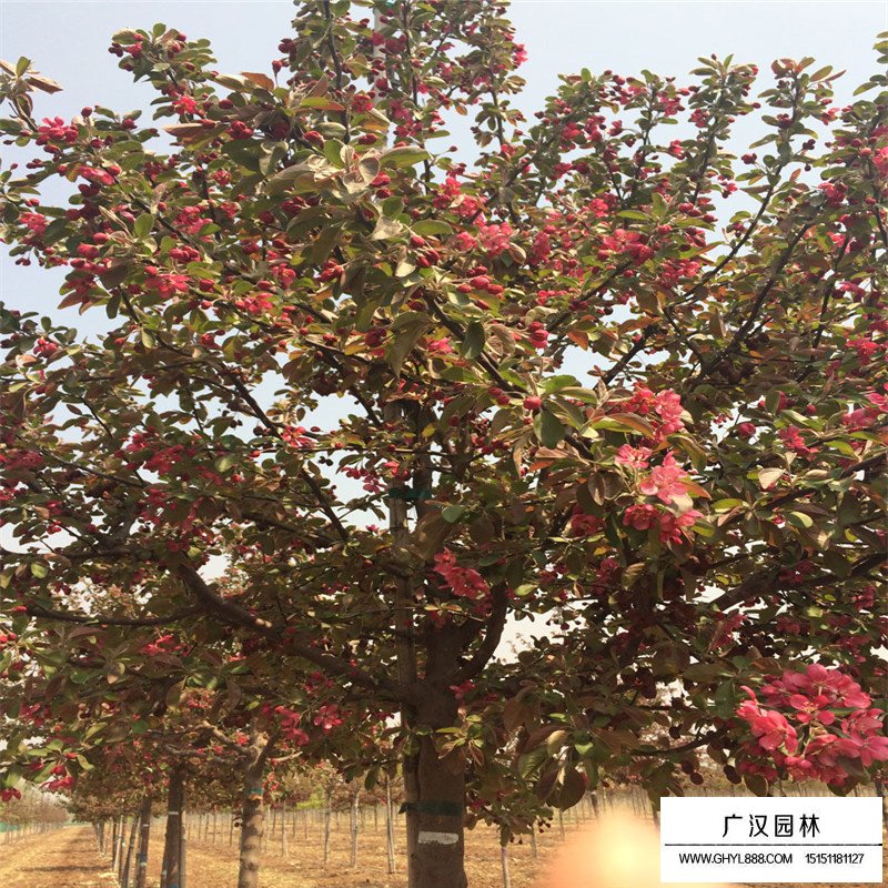 紅寶石海棠價(jià)格