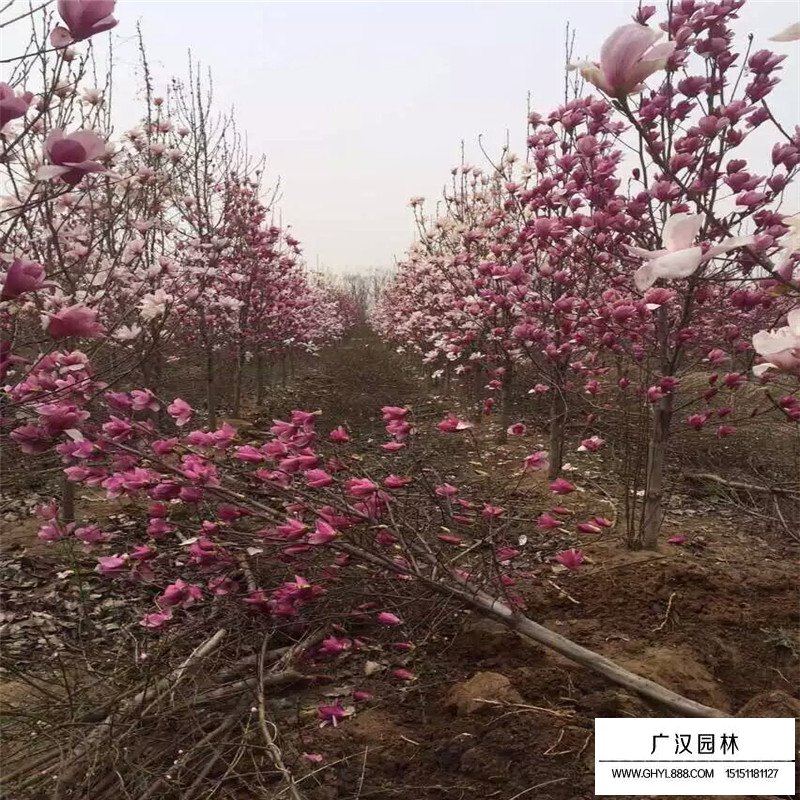 不同地徑紫玉蘭價格(圖1)