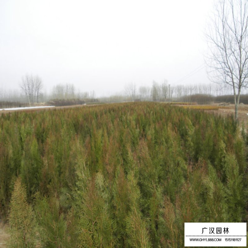 側(cè)柏價(jià)格