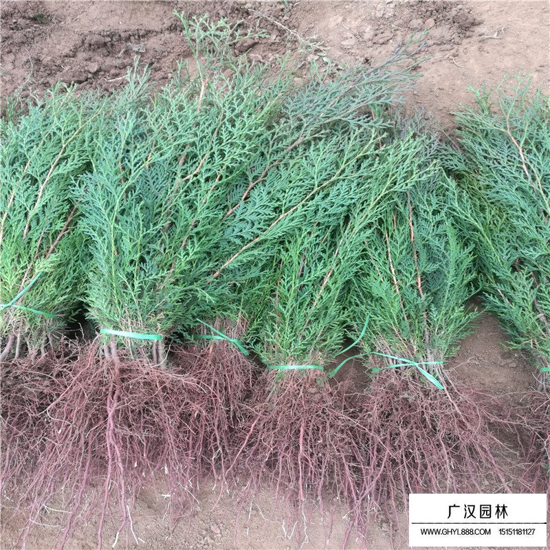 柏樹(shù)產(chǎn)地