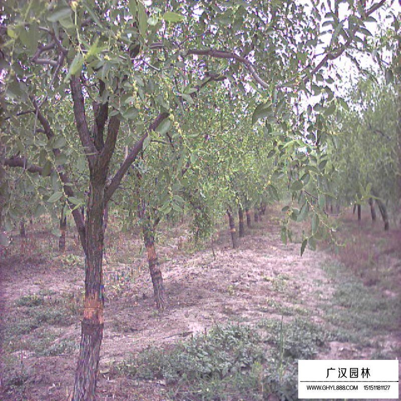 棗樹(shù)產(chǎn)地