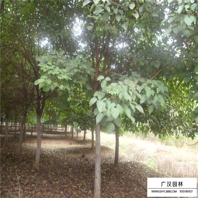 重陽(yáng)木價(jià)格