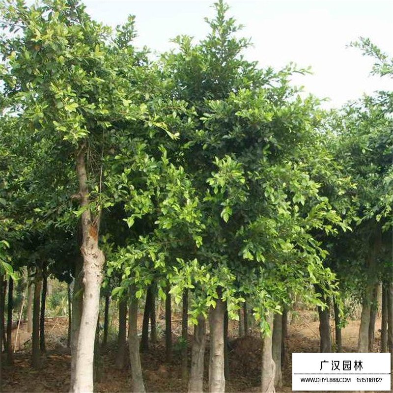 重陽(yáng)木價(jià)格